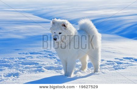 雪原でサモエド犬の子犬