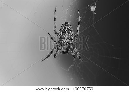 Black and white image with spider on canvas