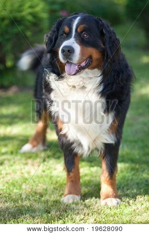 BERNSKÝ SALAŠNICKÝ PES (Berner Sennenhund, jestli)