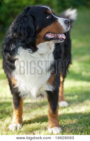 BERNSKÝ SALAŠNICKÝ PES (Berner Sennenhund, jestli)