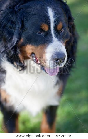 BERNSKÝ SALAŠNICKÝ PES (Berner Sennenhund, jestli)