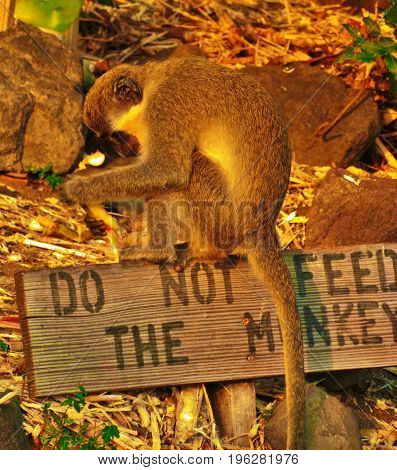 Do Not Feed Monkey, eating on sign
