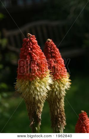 Kniphofia la planta coralino