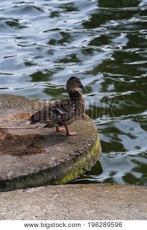 Duck in the city near the pond.