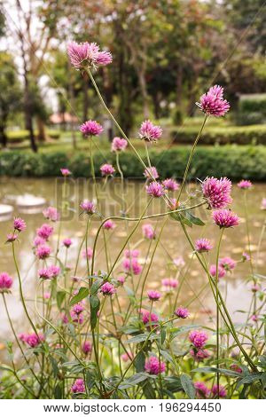 pink Gomphrena globosa flower in nature garden