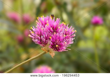 pink Gomphrena globosa flower in nature garden