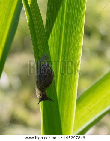 A small snail hides in a dense moist grass from a bright hot sun