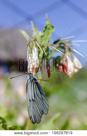 Butterfly cabbage on flower collects sweet nectar
