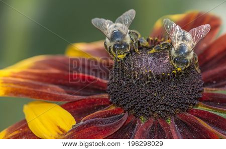 bees (apis melifera) on a flower - macro photo