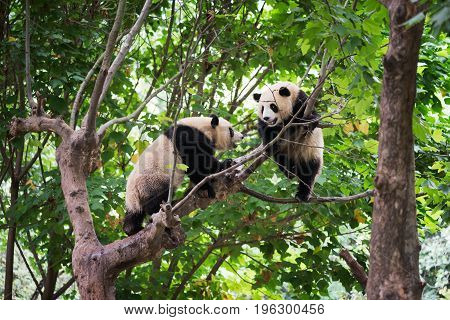 Two Giant Pandas Playing In A Tree