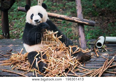 Giant Panda Sitting On Wood And Eatin A Lot Of Bamboo