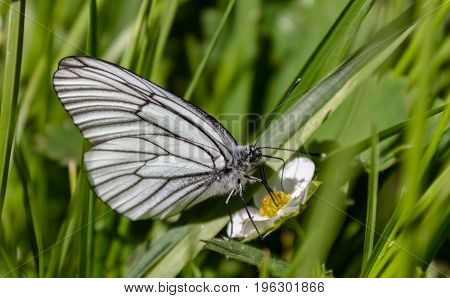 Butterfly cabbage on flower collects sweet nectar