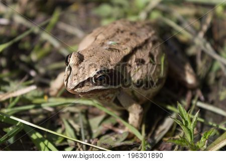 A small bright frog in a warm pond in a cool