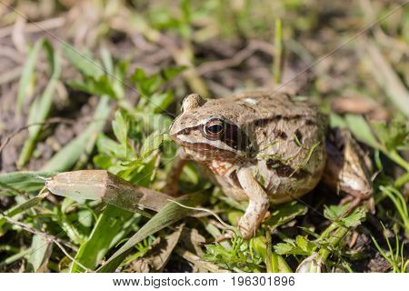 A thick frog resting in warm water in summer