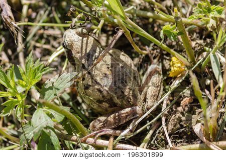 The frog hides in the grass merging with the terrain in camouflage