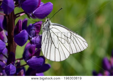 White Butterfly cabbage on a purple flower eats sweet nectar