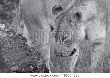 Lioness feeding on a buffalo carcass late in the evening with flies around artistic conversion