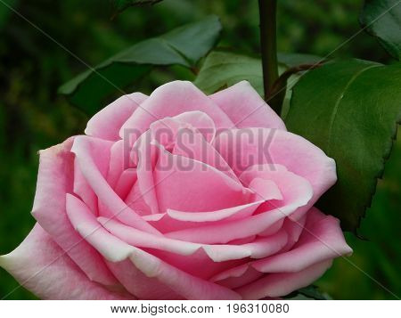 Beautiful pink rose in a garden. Dark-green grass in the background