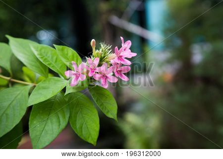 Pink Ixora for background or Pink flowers in the garden