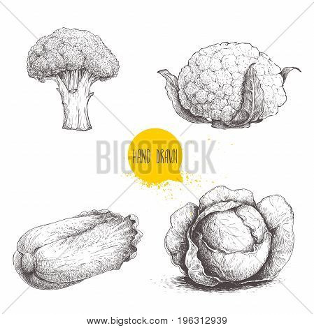 Hand drawn sketch style cabbages set. Cabbage with leafs cauliflower broccoli and chinese cabbage pe-tsai.