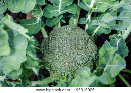 Broccoli (Brassica oleracea) at organic cultivation field