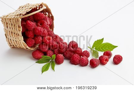 Basket full of freshly picked raspberries. Small basket of fresh raspberries. 