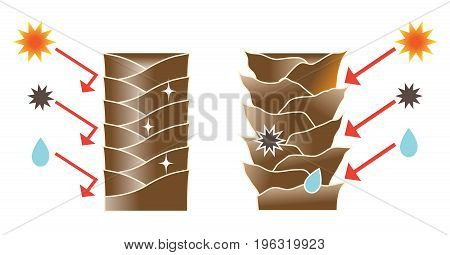 healthy hair cuticle and damaged hair cuticle