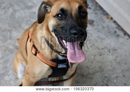 German Sheppard puppy in a walking harness