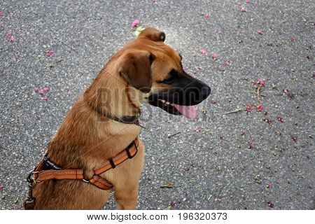 German Sheppard puppy in a walking harness