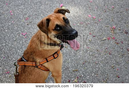 German Sheppard puppy in a walking harness