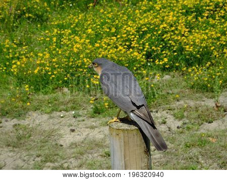 Sparrowhawk perched on a post with yellow wild flowers in the background