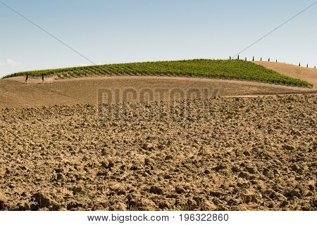 Fields of grapes in the summer along a plowed field