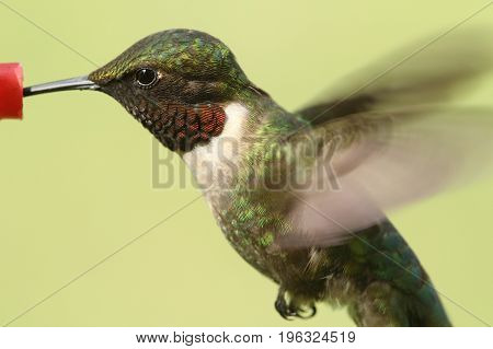 Male Ruby-throated Hummingbird (archilochus colubris) in flight with a green background at a feeder