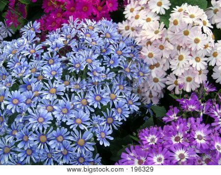 Floweres multi couleur