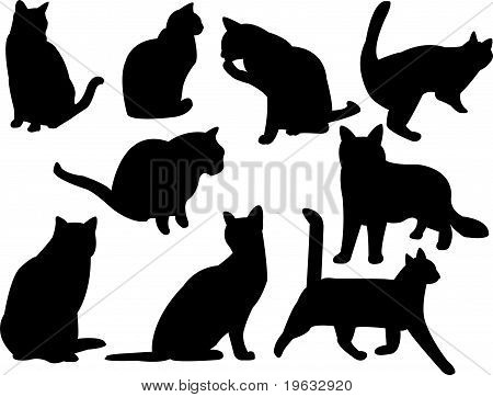 collezione gatti