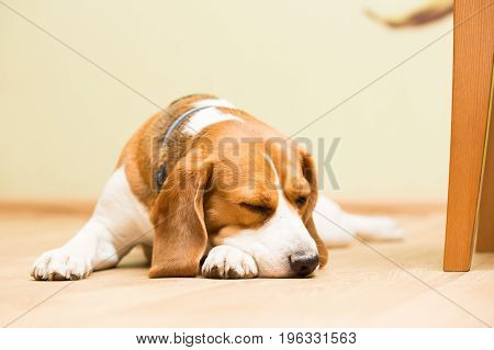 Dog beagle breed at the age of 2 years old the female sleeps on the floor with her head on her paw