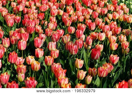 Close-up of tulips with pink yellow colorful petals and green leaves in a field blooming at springtime during the day in Holland.