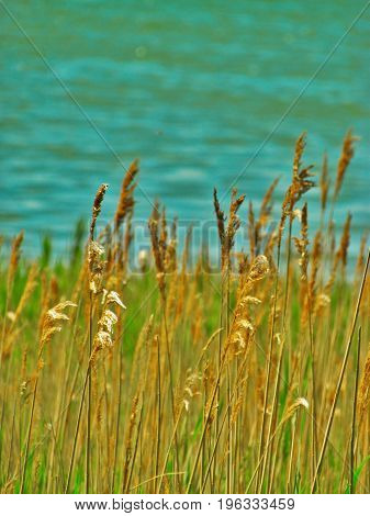 Grass at the Causeway Marshlands in Yarmouth