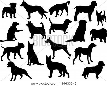 collezione cani