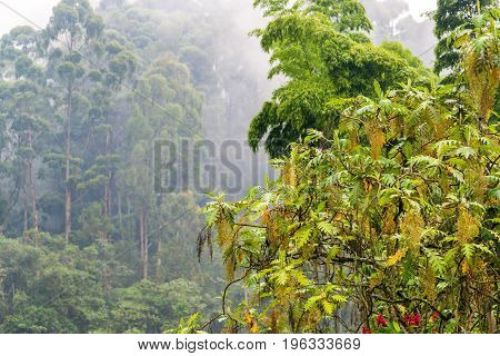 Cloudy Cloud Forest View
