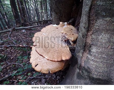 Mushrooms on tree , ( Polyporus squamosus )