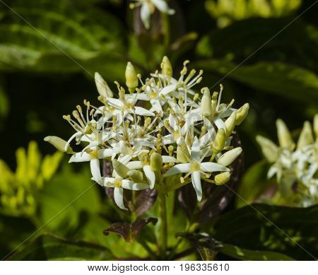 Branch of cornus sanguinea blooming at wild