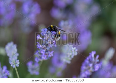Humble-bee bumble bee in a field of lavander flowers blurred background close up macro.