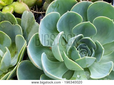 Succulent plants spiky green soft round yellow