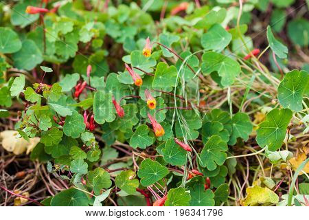 Cubios (Tropaeolum tuberosum) at organic cultivation field