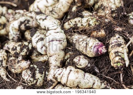 Cubios (Tropaeolum tuberosum) at organic cultivation field