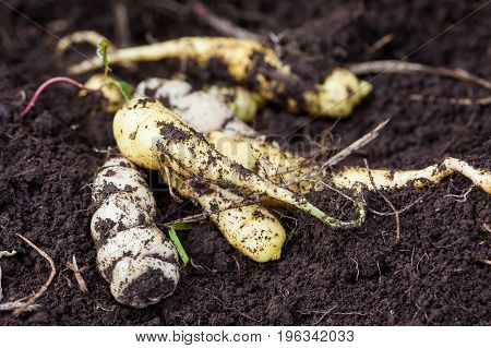 Cubios (Tropaeolum tuberosum) at organic cultivation field