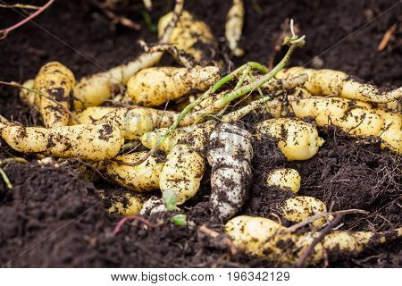 Cubios (Tropaeolum tuberosum) at organic cultivation field
