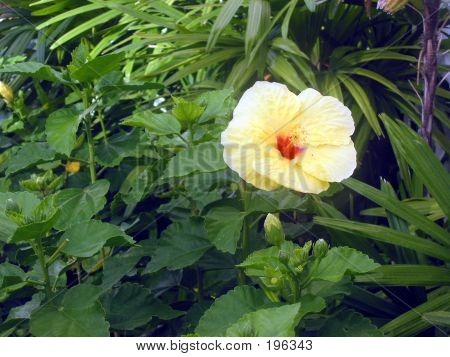 Hibiscus jaune