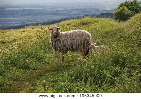 Close-up of sheep, fields, forests and hills near the town of Frascati, a pleasant and well-known place for its fine wines, near Rome. Located in the Lazio region, central Italy